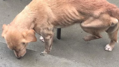 skinny injured stray dog