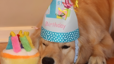 dog birthday