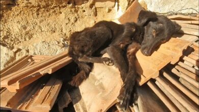 Puppy Was Found Napping In A Pile Of Tiles And His Rescuers Gave Him A Complete Makeover
