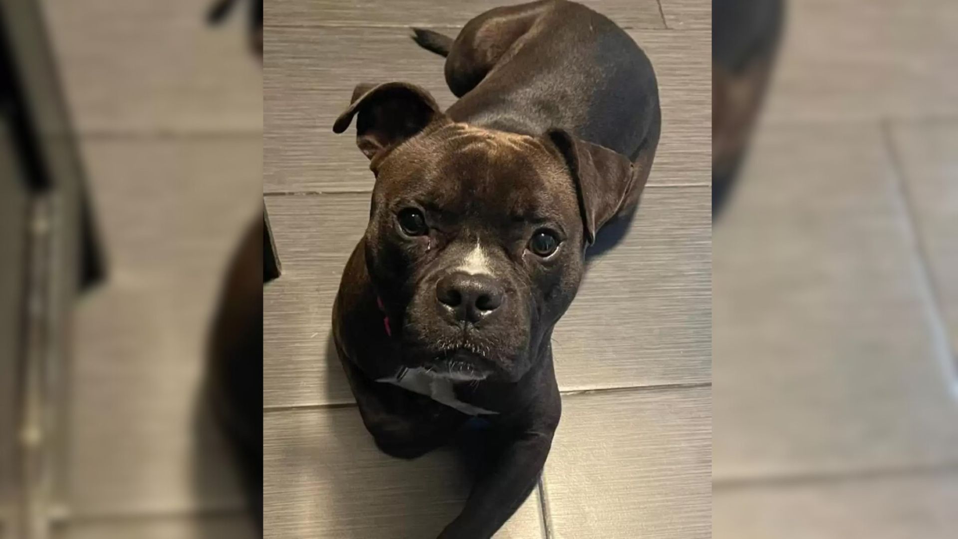 sweet-rescue-dog-overlooked-due-to-his-color-dreams-of-having-a-family Sweet Rescue Dog Overlooked Due To His Color Dreams Of Having A Family