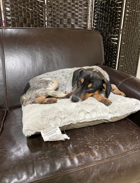 the-dog-is-lying-on-a-pillow-on-the-leather-couch the dog is lying on a pillow on the leather couch