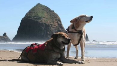 two dogs on the beach at sunny day