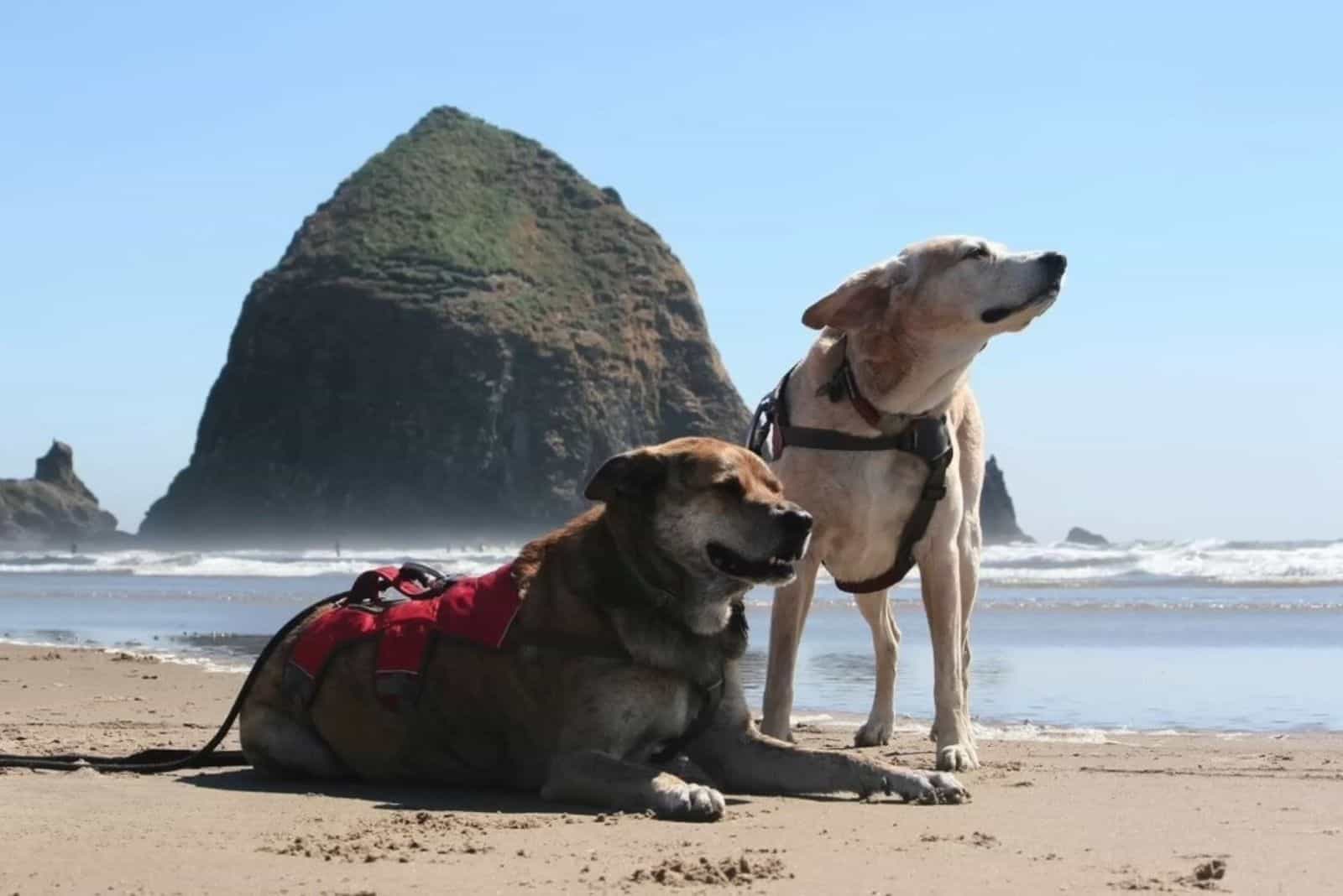 two-dogs-on-the-beach two dogs on the beach at sunny day