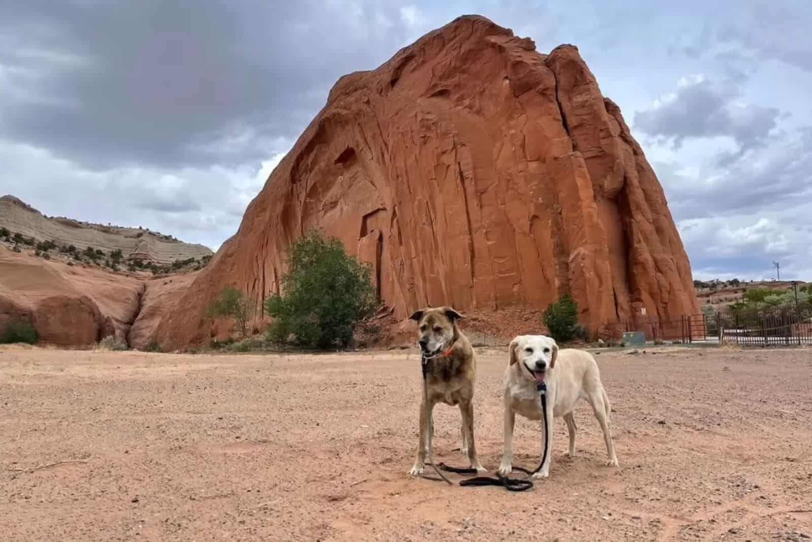 two-dogs two dogs in nature