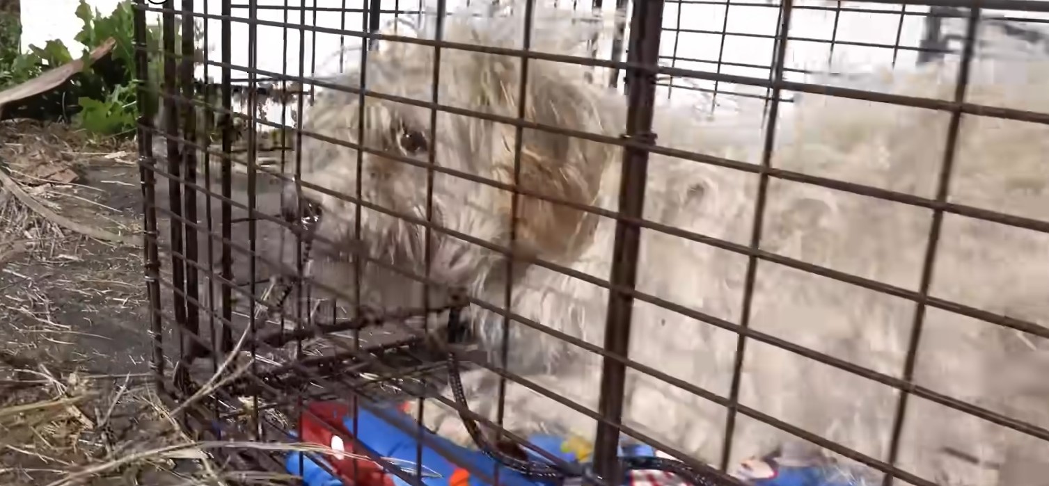 white-dog-in-cage white dog in cage