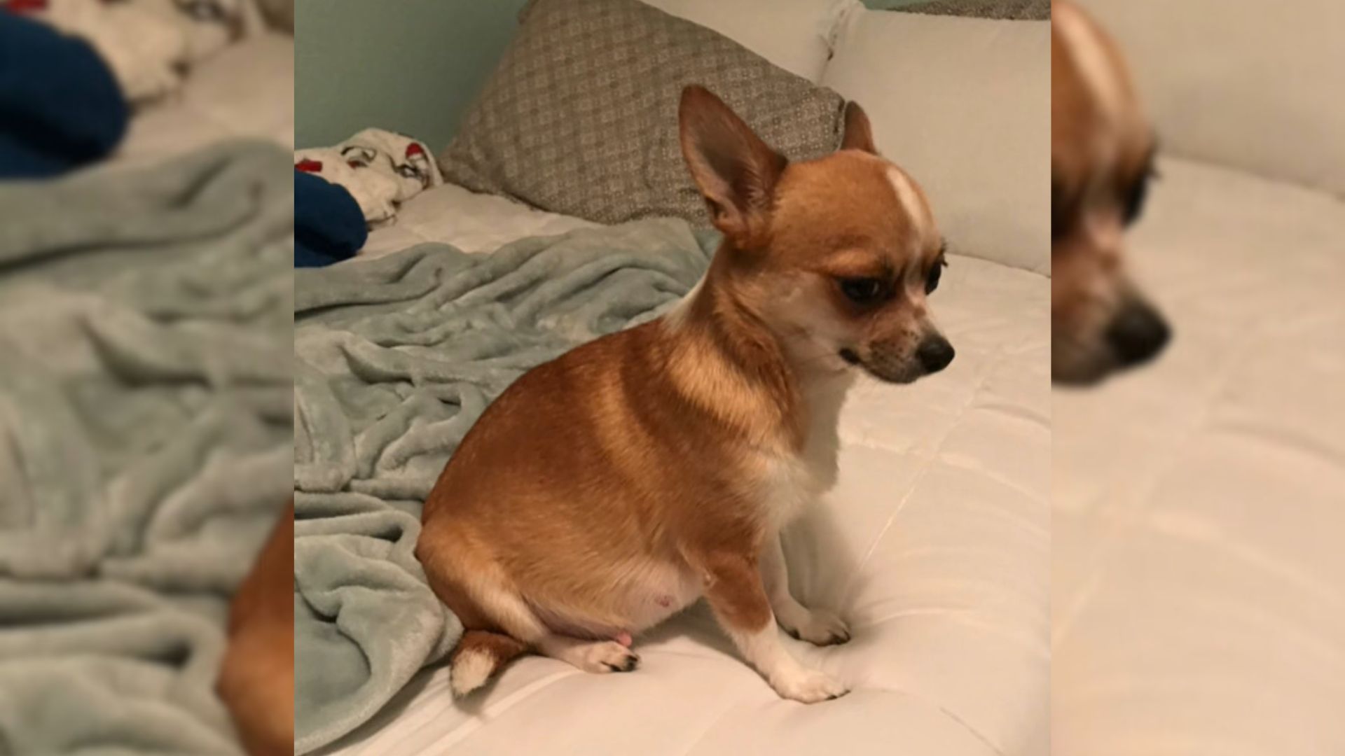 Woman Adopted A Chihuahua And Was Surprised By What Happened When They Came Home