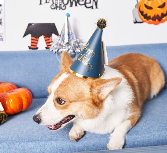 z4774911905842_54a92d398e8ba5d6618dec6718e1b2e2 dog birthday