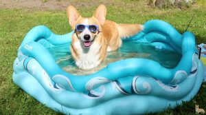 z5019317156026_3fd8464642a093e2adab6526289afea3-300x167-1