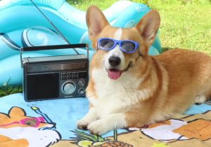 z5019317860374_92595816a3d4efbef15bb19fee14b651-300x210-1