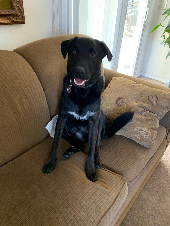 Black dog sitting on a couch