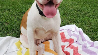 happy dog sitting on colorful blanket