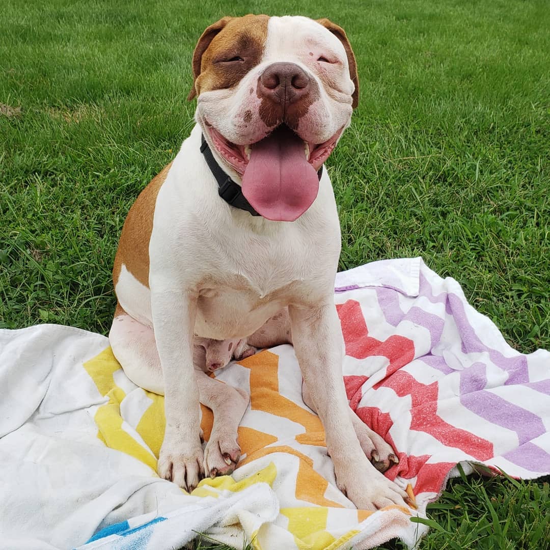 happy-dog-sitting-on-colorful-blanket happy dog sitting on colorful blanket