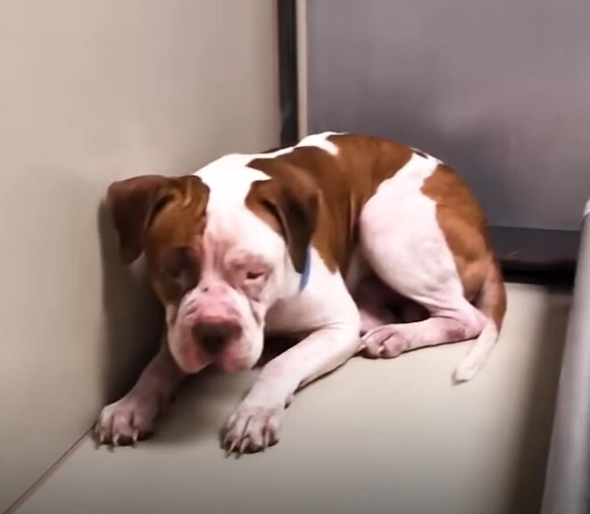 sad-pitbull-at-shelter sad pitbull at shelter