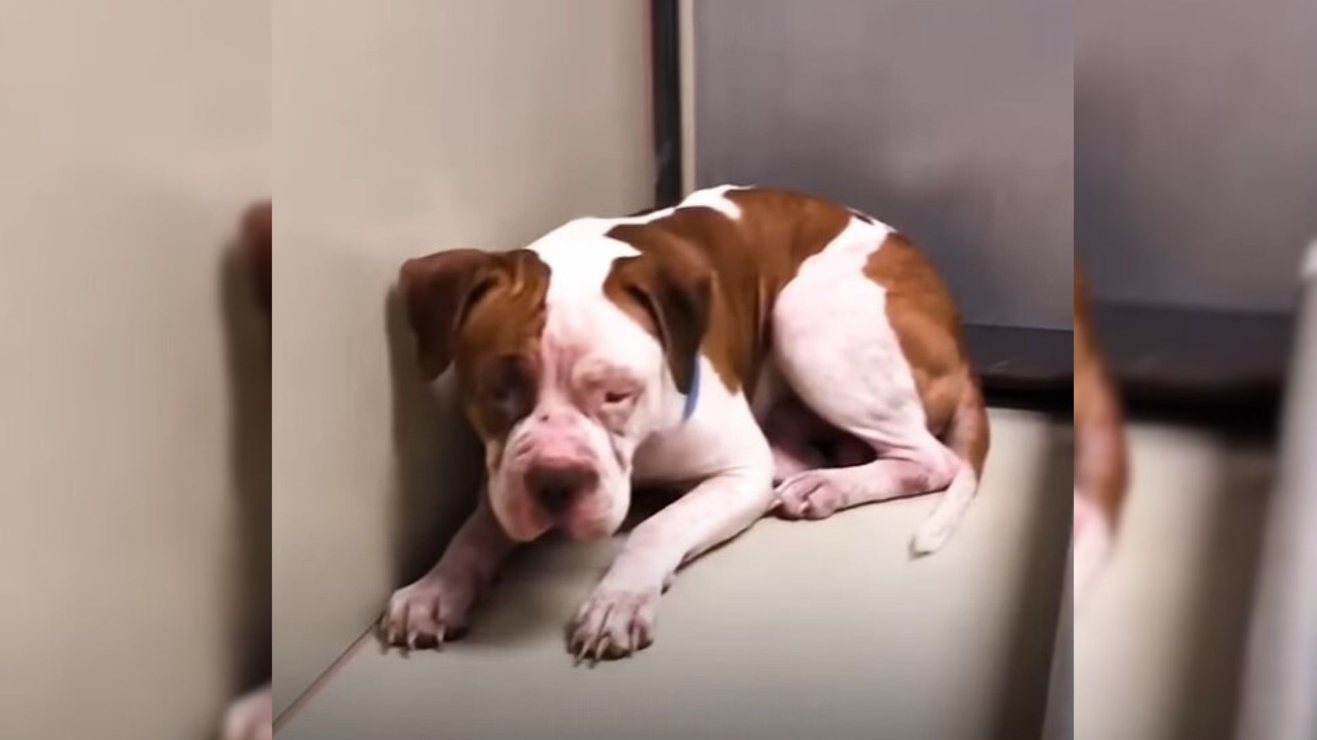 the-sad-pittie-who-kept-trembling-after-his-owners-gave-him-up-finds-the-perfect-family Dog Abandoned By His Owners In A Shelter In Pennsylvania Found His Perfect Family