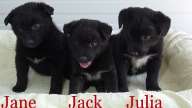 three black puppies
