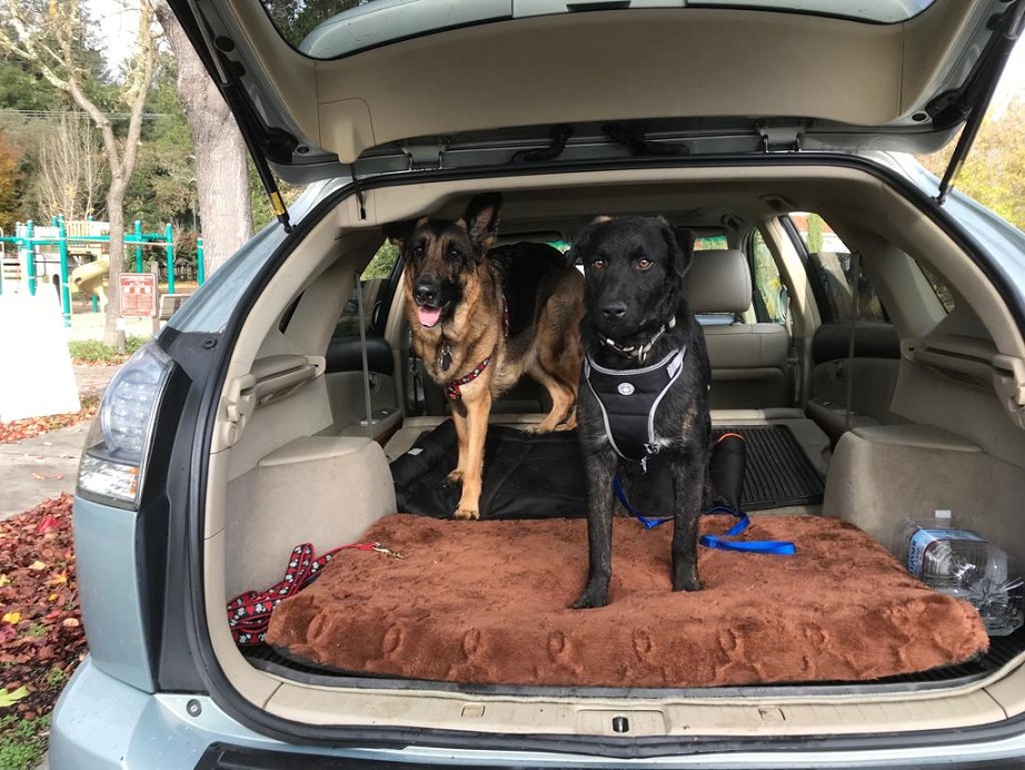 two dogs in a car