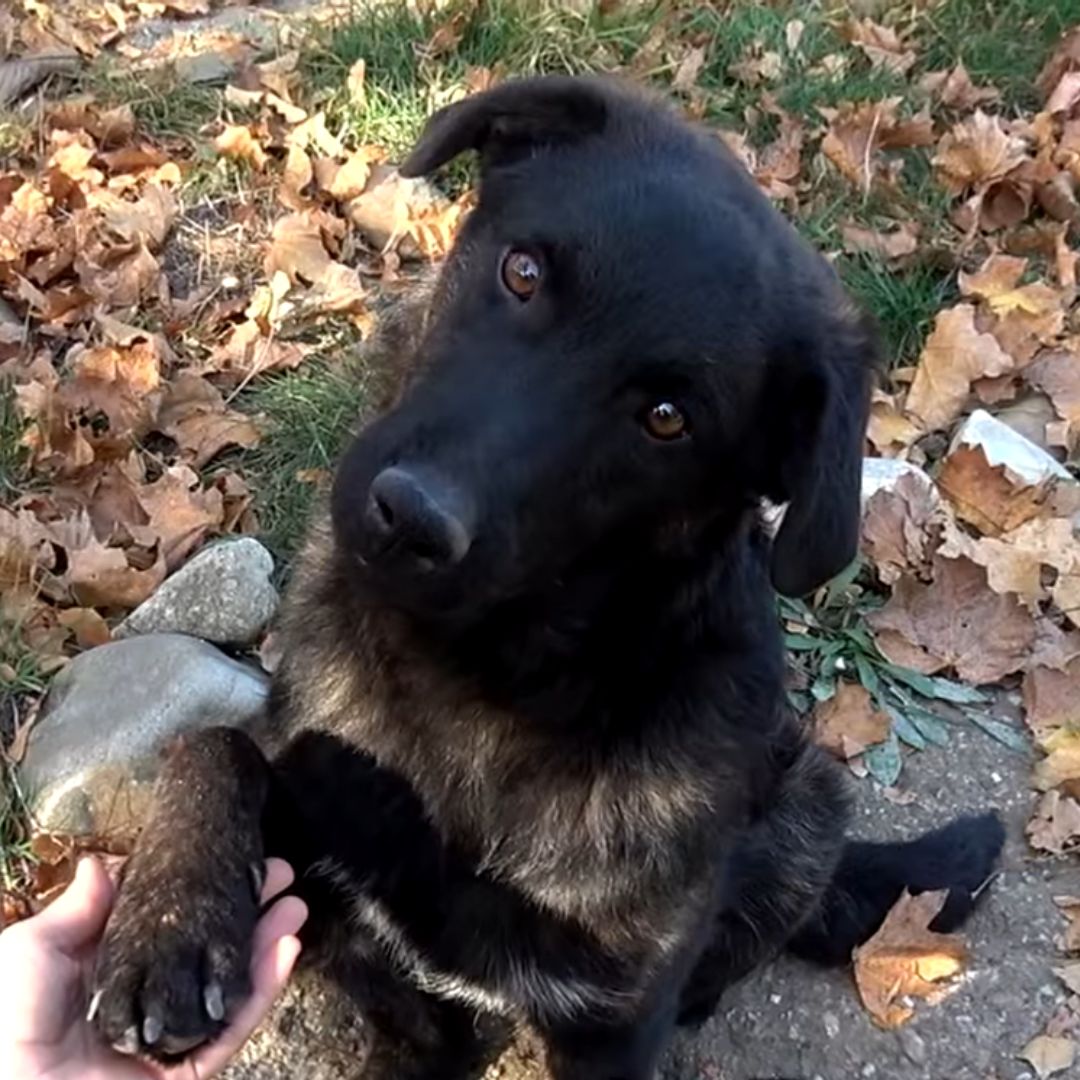 woman holding black dogs paw